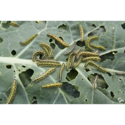 MRS Seeds & Mixtures Akkerflora 10-tal 16 MRS Seeds & Mixtures Akkerflora 10-tal -Plantenzadenwinkel image 169