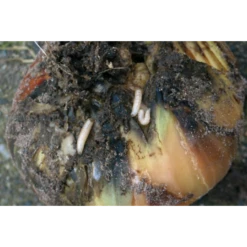 ECOstyle Aaltjes Tegen Larven Uienvlieg -Plantenzadenwinkel image 180