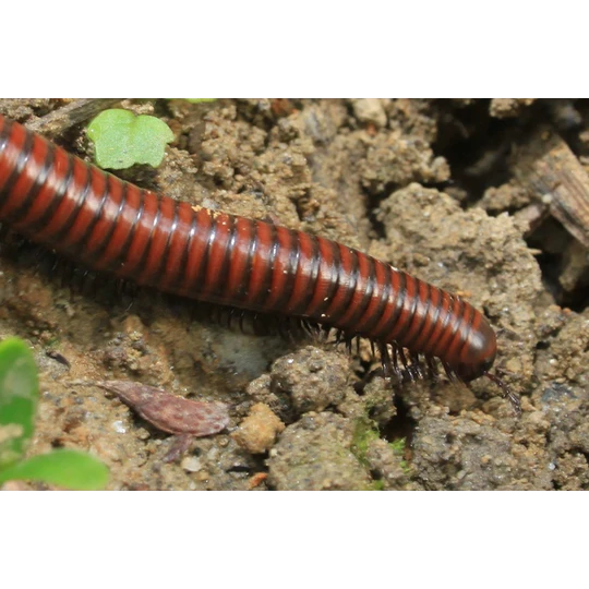 ECOstyle Aaltjes Tegen Miljoenpoten 3 ECOstyle Aaltjes Tegen Miljoenpoten - Afbeelding 3