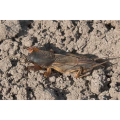 ECOstyle Aaltjes Tegen Veenmollen 4 ECOstyle Aaltjes Tegen Veenmollen -Plantenzadenwinkel image 237