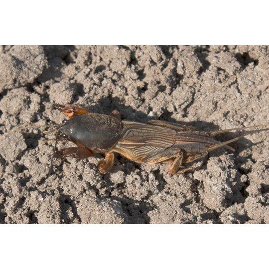 ECOstyle Aaltjes Tegen Veenmollen 2 ECOstyle Aaltjes Tegen Veenmollen - Afbeelding 2