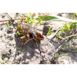 ECOstyle Aaltjes Tegen Veenmollen 5 ECOstyle Aaltjes Tegen Veenmollen -Plantenzadenwinkel image 238