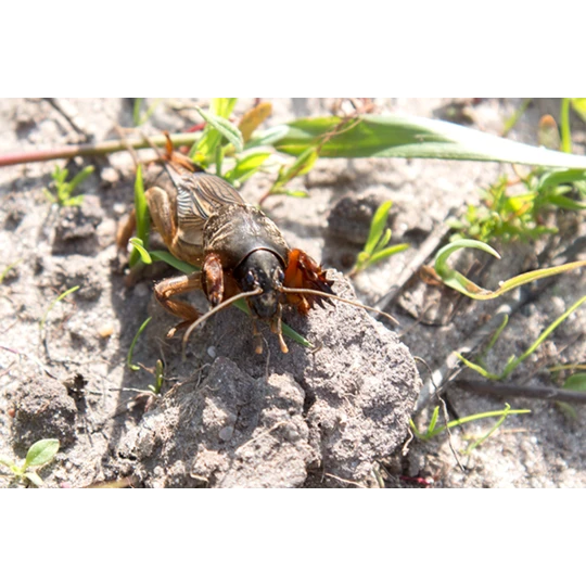 ECOstyle Aaltjes Tegen Veenmollen 3 ECOstyle Aaltjes Tegen Veenmollen - Afbeelding 3