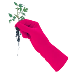 De Wiltfang Foxgloves Original 13 De Wiltfang Foxgloves Original -Plantenzadenwinkel image 256