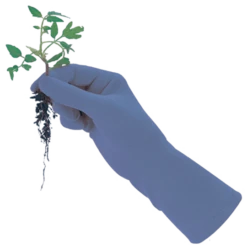 De Wiltfang Foxgloves Original 14 De Wiltfang Foxgloves Original -Plantenzadenwinkel image 257