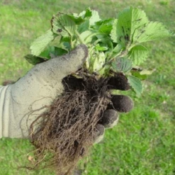 De Wiltfang Foxgloves Original 17 De Wiltfang Foxgloves Original -Plantenzadenwinkel image 260