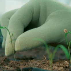 De Wiltfang Foxgloves Original 19 De Wiltfang Foxgloves Original -Plantenzadenwinkel image 262