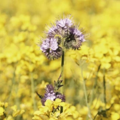 MRS Seeds & Mixtures Biologisch - Tübinger Bijenmengsel -Plantenzadenwinkel image 287