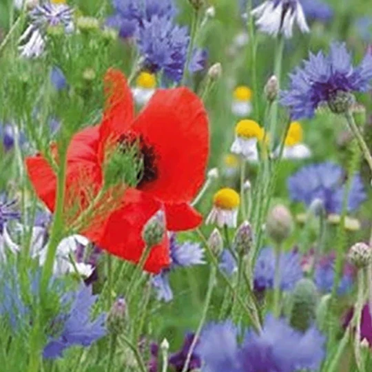 MRS Seeds & Mixtures Bloemenmengsel Inheems 2 MRS Seeds & Mixtures Bloemenmengsel Inheems - Afbeelding 2