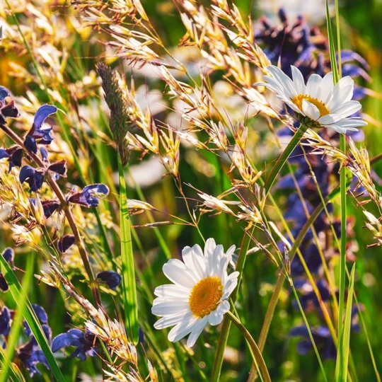 MRS Seeds & Mixtures Type DT3 - Bloemrijke Dijken & Taluds 1 MRS Seeds & Mixtures Type DT3 - Bloemrijke Dijken & Taluds