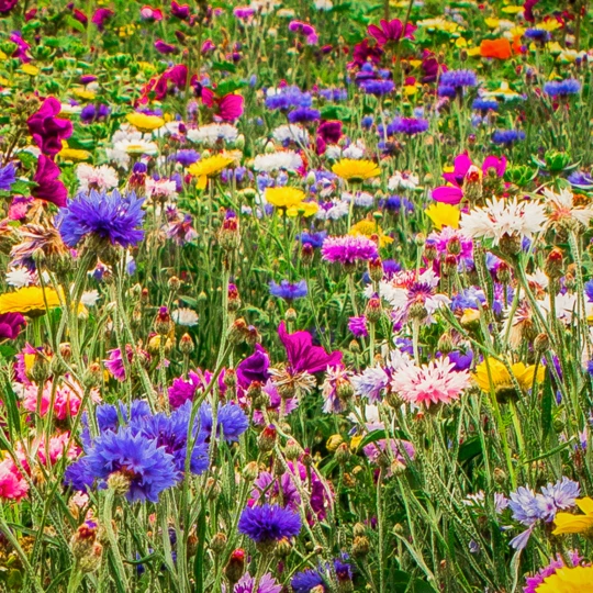 Ten Have Functionele Agro Biodiversiteit (FAB) Mengsel 1 Ten Have Functionele Agro Biodiversiteit (FAB) Mengsel