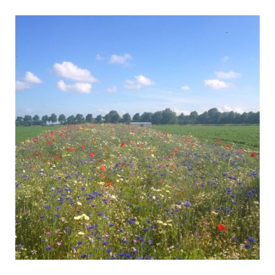 Ten Have Functionele Agro Biodiversiteit (FAB) Mengsel 2 Ten Have Functionele Agro Biodiversiteit (FAB) Mengsel - Afbeelding 2