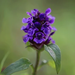 Plantenzadenwinkel -Plantenzadenwinkel image 314