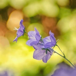 MRS Seeds & Mixtures Bosrand Bloemenmengsel Schaduw Inheems - Meerjarig -Plantenzadenwinkel image 316