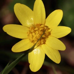 MRS Seeds & Mixtures Bosrand Bloemenmengsel Schaduw Inheems - Meerjarig -Plantenzadenwinkel image 318