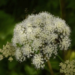 MRS Seeds & Mixtures Bosrand Bloemenmengsel Schaduw Inheems - Meerjarig -Plantenzadenwinkel image 319