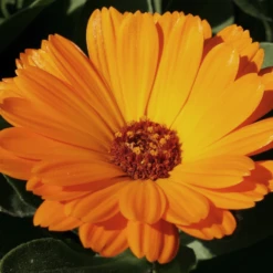 MRS Seeds & Mixtures Biologisch Lieveheersbeestjes Bloemenmengsel -Plantenzadenwinkel image 337