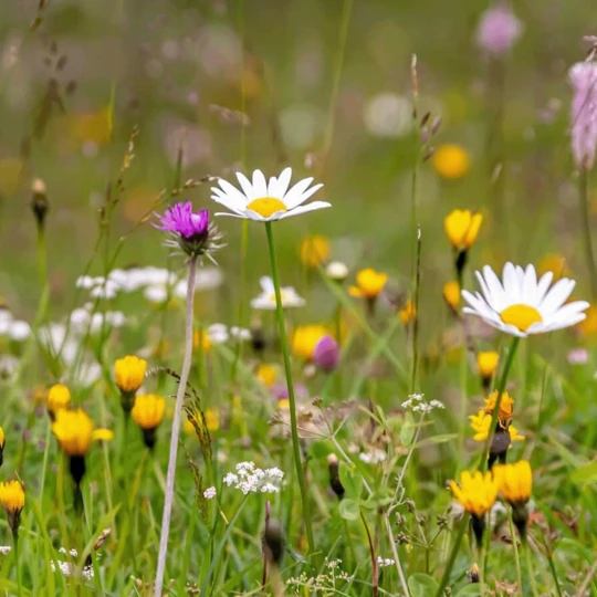 MRS Seeds & Mixtures M5 - Bloemrijk Gazon - Nectarrijk 1 MRS Seeds & Mixtures M5 - Bloemrijk Gazon - Nectarrijk