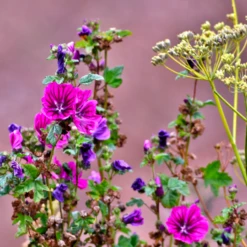 DCM Gazon Pur + Anti Mos 20 Kg