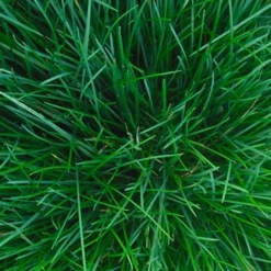 ECOstyle Gaasvlieg Tegen Bladluis 500 Stuks