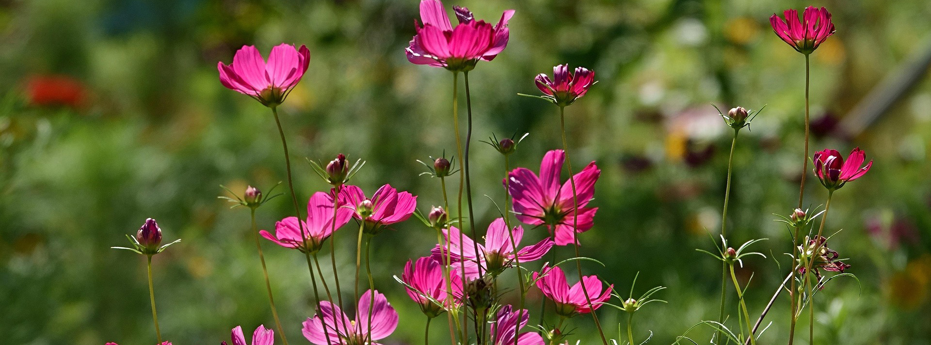 Plantenzadenwinkel -Plantenzadenwinkel flowers 7469439 1920