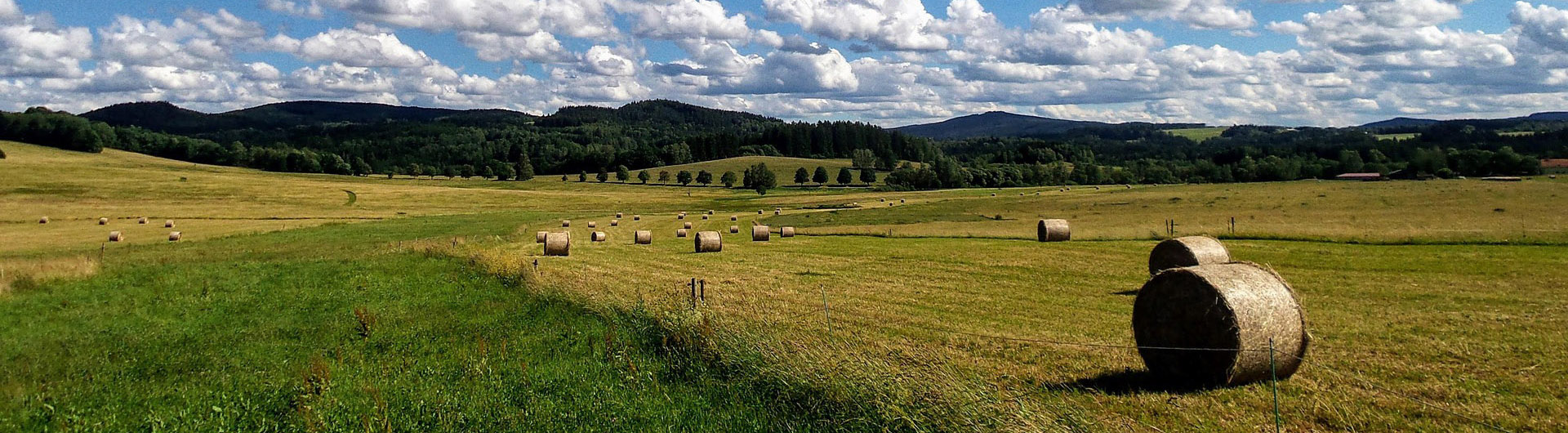 Plantenzadenwinkel -Plantenzadenwinkel meadow 2647336 1920